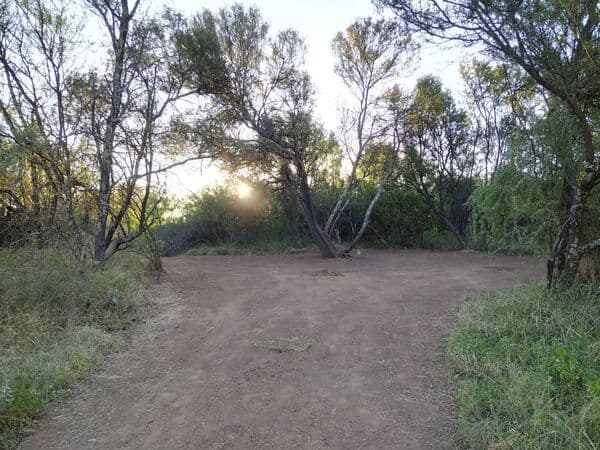 Sunset through Kalahari trees over campsite clearing