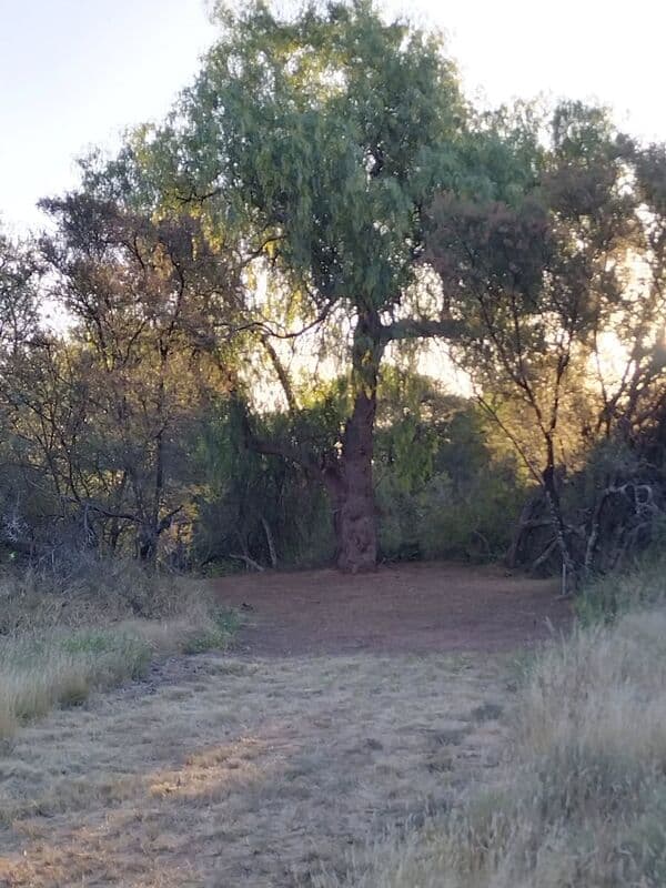Tall tree in Kalahari bush at golden hour