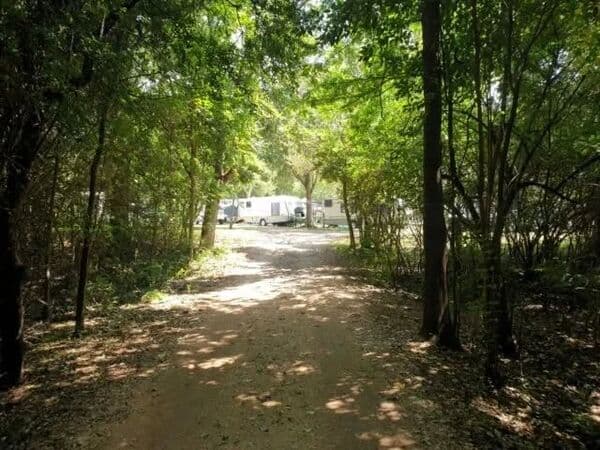 Tree-lined dirt road leading to campsite